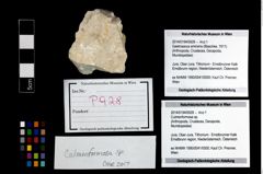 Foto (Objekt + Etikett) von Culmenformosa sp.  (NHMW-GEO-2014-0194-0928)
